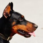 Doberman