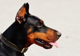 Doberman