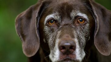 Purebred Dogs