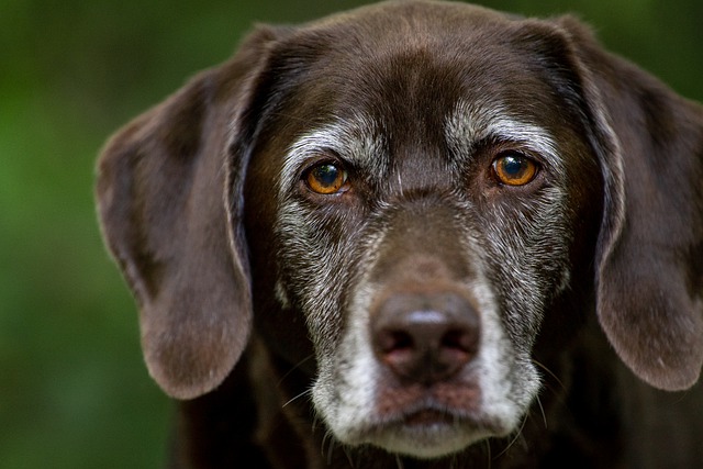 Purebred Dogs