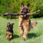 dog training