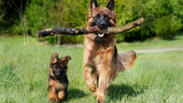 dog training